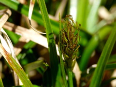 Carex edura