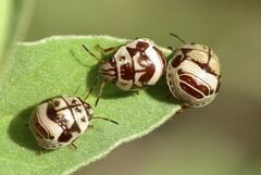 Orsilochides stictica