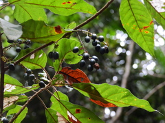 Elaeocarpus grahamii