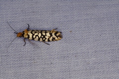 Moerarchis clathrata