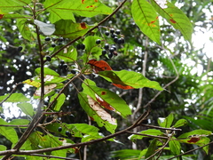 Elaeocarpus grahamii