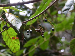 Elaeocarpus grahamii