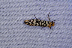 Moerarchis clathrata