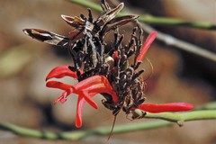 Thyrsacanthus boliviensis