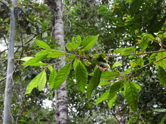 Elaeocarpus grahamii