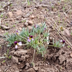 Viola beckwithii
