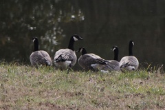 Branta hutchinsii hutchinsii