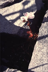 Drosera monticola