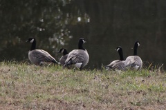 Branta hutchinsii hutchinsii