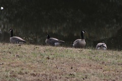 Branta hutchinsii hutchinsii