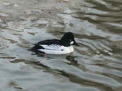 Bucephala clangula