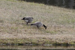 Branta hutchinsii hutchinsii