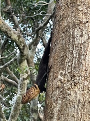 Uracentron flaviceps