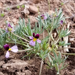 Viola beckwithii