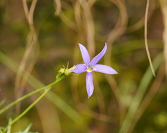 Lithotoma axillaris