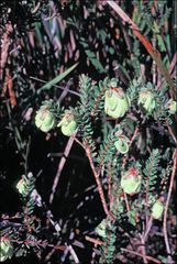 Darwinia collina