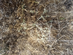 Eryngium pendletonense