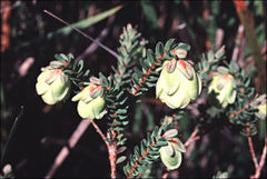 Darwinia collina
