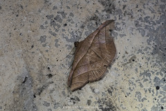 Tiruvaca subcostalis
