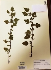 Crataegus brachyacantha