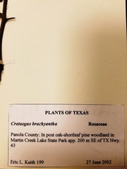 Crataegus brachyacantha