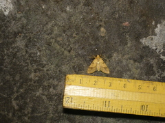 Lophocampa walkeri