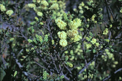 Acacia drummondii