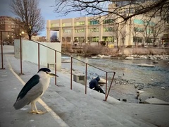 Nycticorax nycticorax
