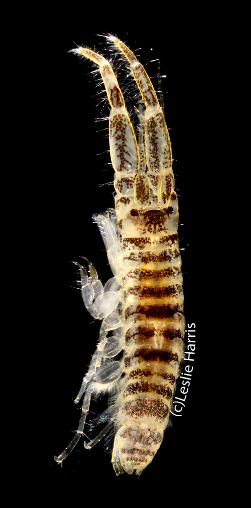 Americorophium spinicorne