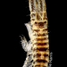 Americorophium spinicorne - Photo (c) Leslie Harris, some rights reserved (CC BY-NC), uploaded by Leslie Harris
