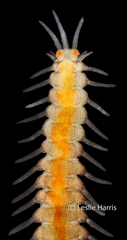 Proceraea