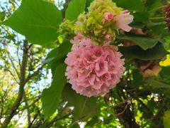 Dombeya × cayeuxii