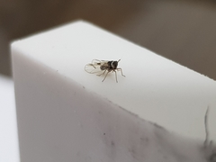 Delphacidae
