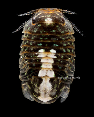 Gnorimosphaeroma oregonense