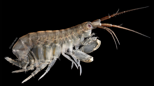 Melita oregonensis