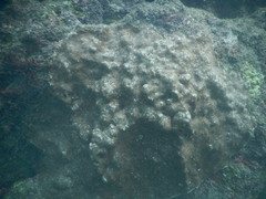 Porites panamensis
