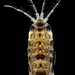 Photidae - Photo (c) Leslie Harris, algunos derechos reservados (CC BY-NC), subido por Leslie Harris