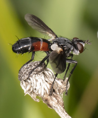 Cylindromyia interrupta