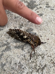 Andeabatis chilensis