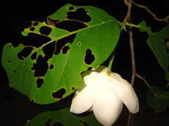Magnolia sieboldii