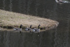 Branta hutchinsii hutchinsii