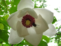 Magnolia sieboldii