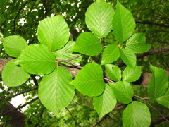 Betula chinensis