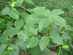 Betula chinensis