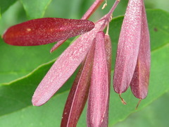 Fraxinus sieboldiana
