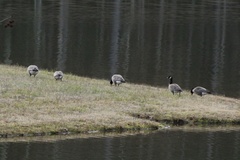 Branta hutchinsii hutchinsii