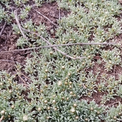 Antennaria dimorpha