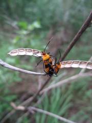 Oncopeltus spectabilis