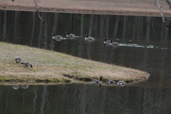 Branta hutchinsii hutchinsii