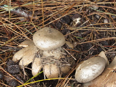 Myriostoma australianum